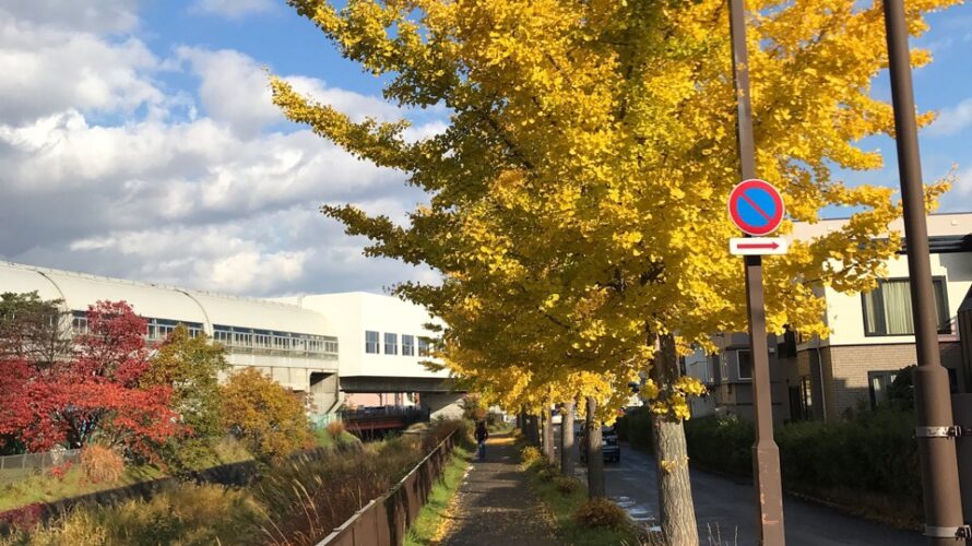 戦通勤の途中ですがこんなに紅葉がきれいです、札幌の紅葉は終盤戦