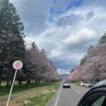 新ひだか静内町「二十間道路桜並木」の桜（さくら）も終わりがけ；札幌おでかけスポット