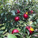 札幌市南区豊滝 篠原果樹園で気軽にりんご、なし、プルーン狩りに栗まで拾ってきました。札幌お出かけスポット（秋）