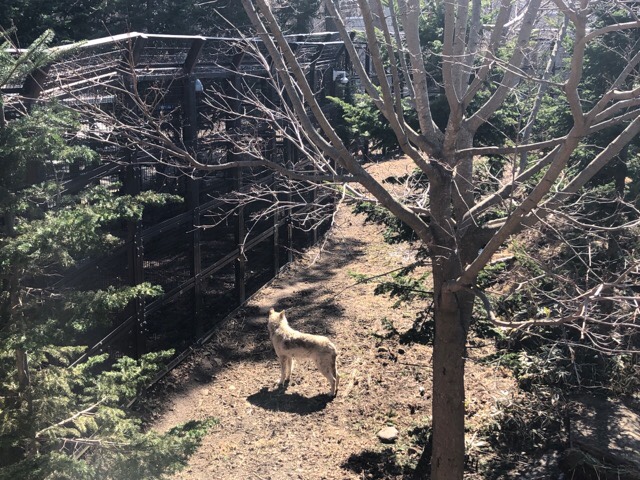 ライオンの施設にライオンが居なく、折角の新しい施設にシロクマが居ない札幌市円山動物園