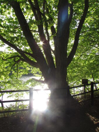 後光が指す長老の木