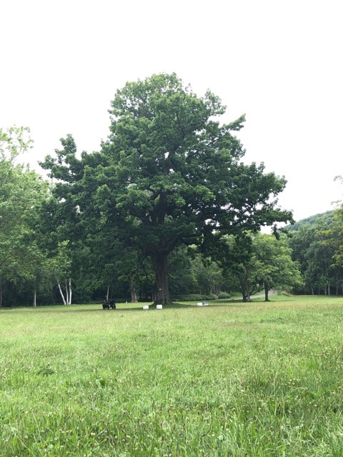 真駒内公園_かしわの木