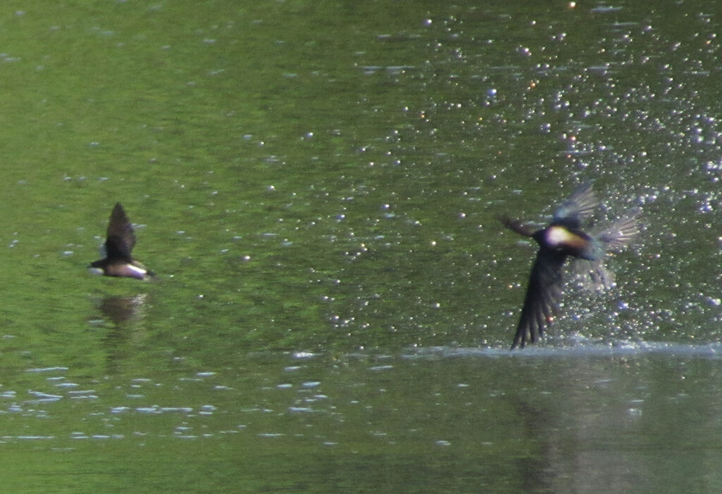 水しぶきを上げるハリオアマツバメ_20230720西岡公園