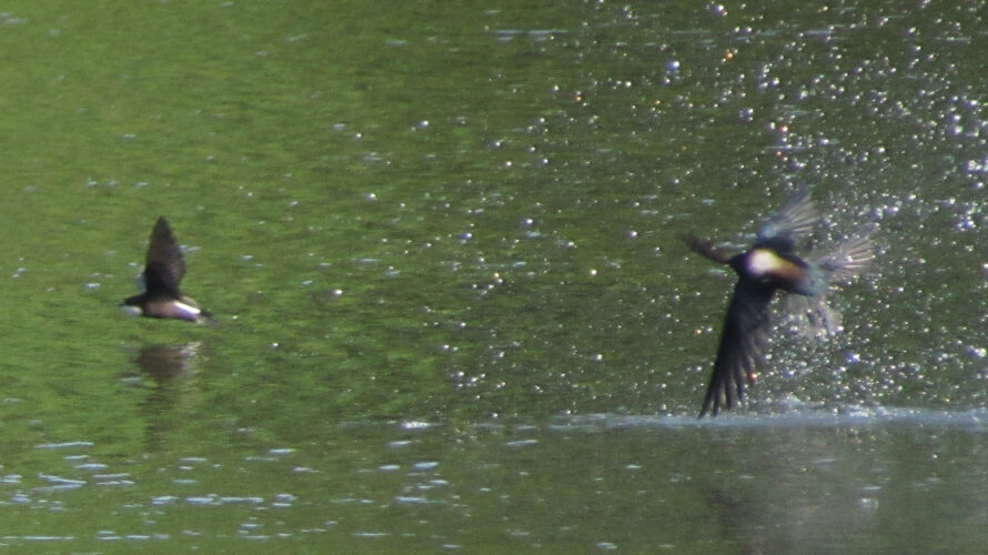 水しぶきを上げるハリオアマツバメ_20230720西岡公園