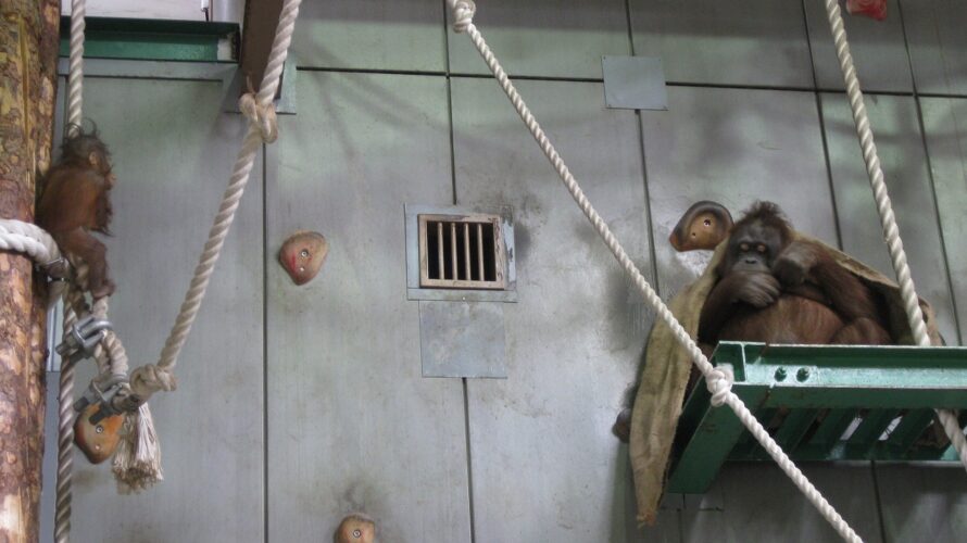 ８年ぶりに旭山動物園にいったらお母さんオラウータンのリアンが居なかった（亡くなっていた）