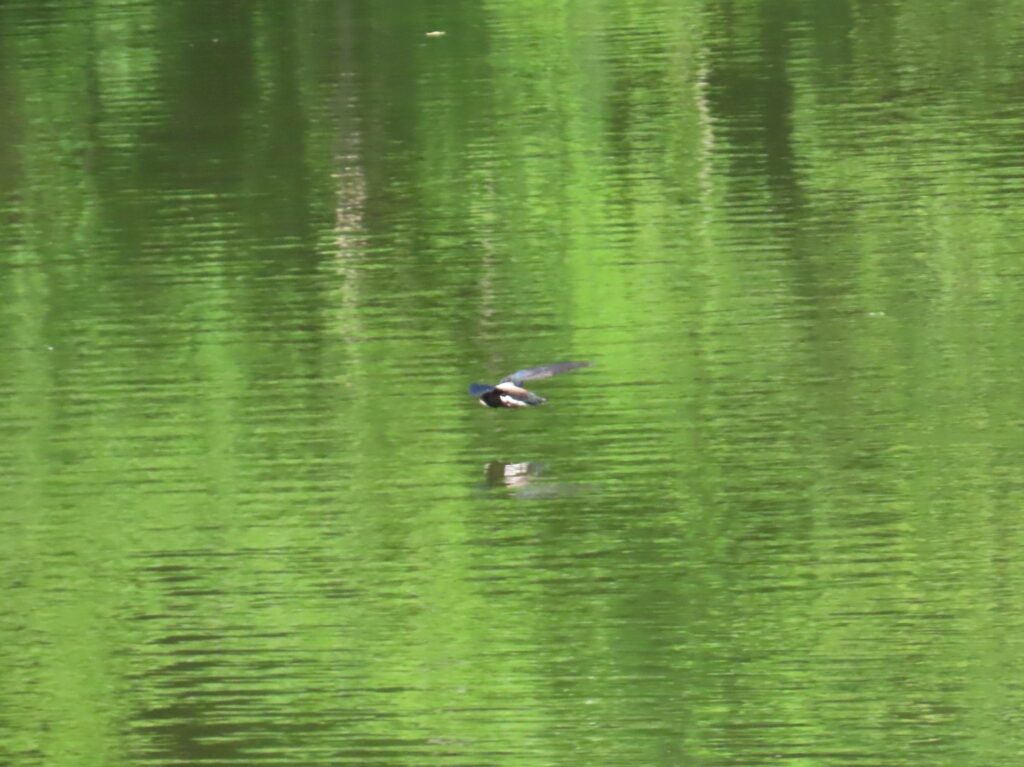 20240705_西岡公園_ハリオアマツバメ_タッチアンドゴー