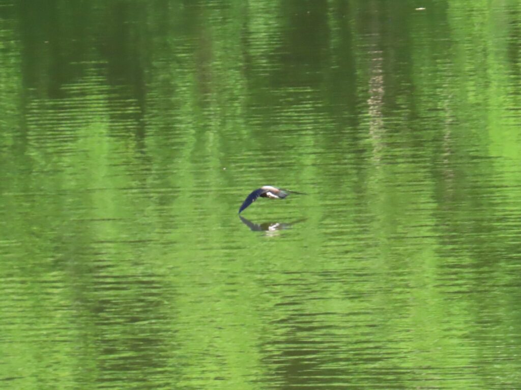 20240705_西岡公園_ハリオアマツバメ_タッチアンドゴー2