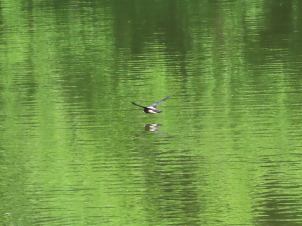 20240705_西岡公園_ハリオアマツバメ_タッチアンドゴー3