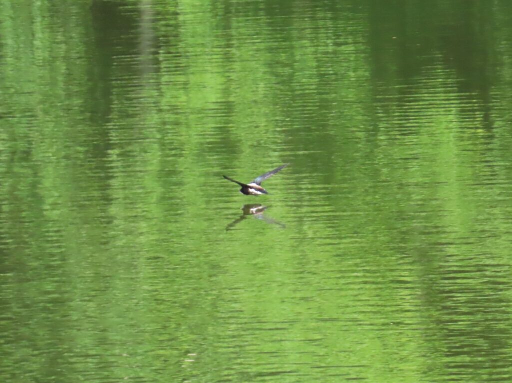 20240705_西岡公園_ハリオアマツバメ_タッチアンドゴー4