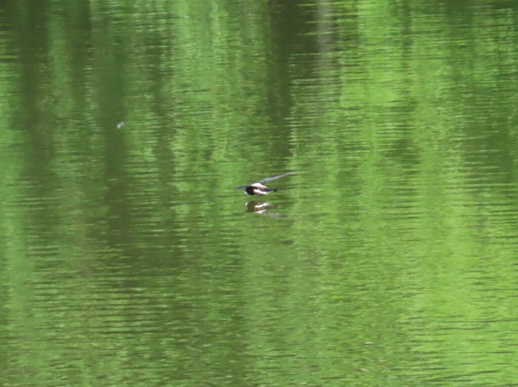 20240705_西岡公園_ハリオアマツバメ_タッチアンドゴー4