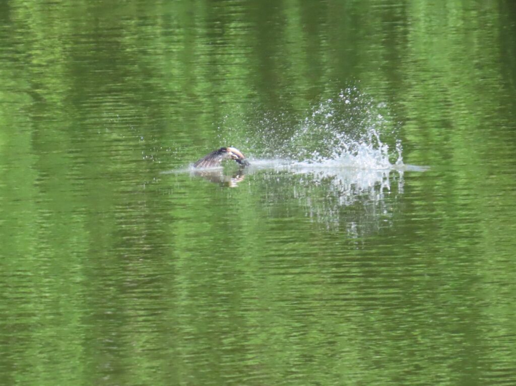 20240705_西岡公園_ハリオアマツバメ_タッチアンドゴー6