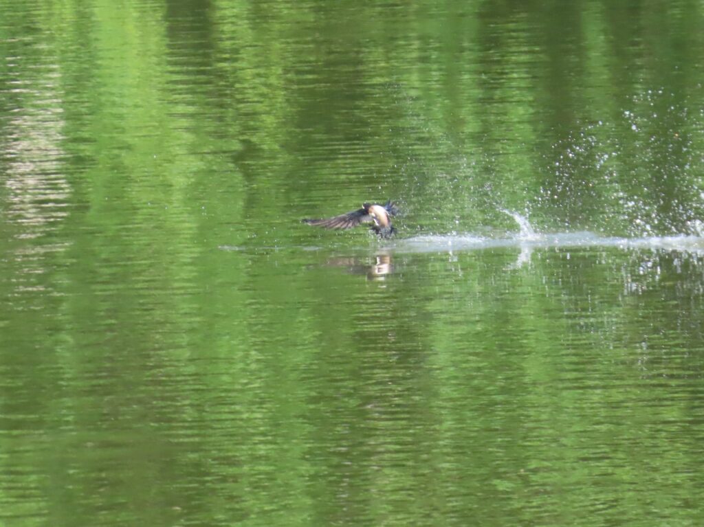 20240705_西岡公園_ハリオアマツバメ_タッチアンドゴー7