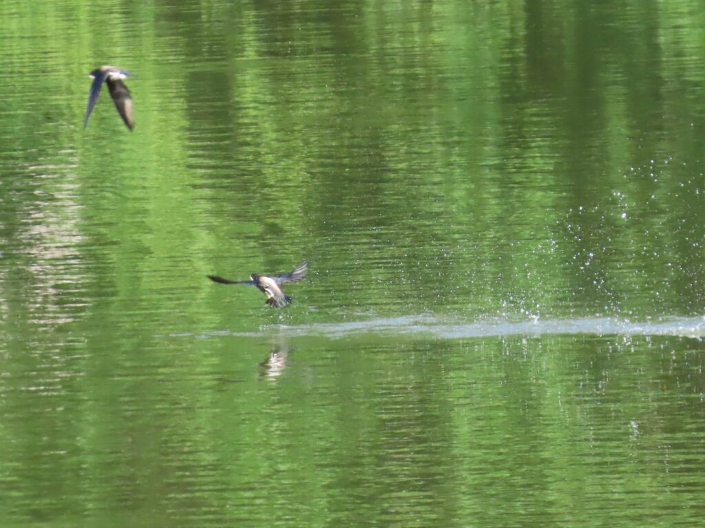 20240705_西岡公園_ハリオアマツバメ_タッチアンドゴー8