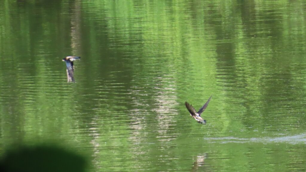 20240705_西岡公園_ハリオアマツバメ_タッチアンドゴー9