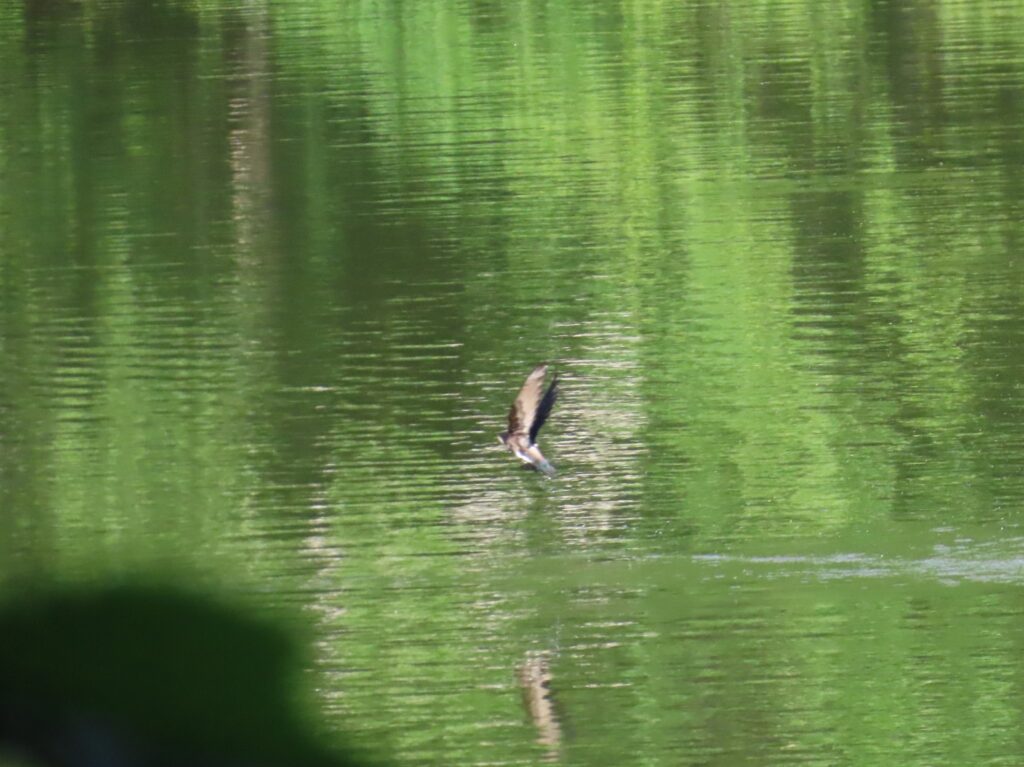 20240705_西岡公園_ハリオアマツバメ_タッチアンドゴー10