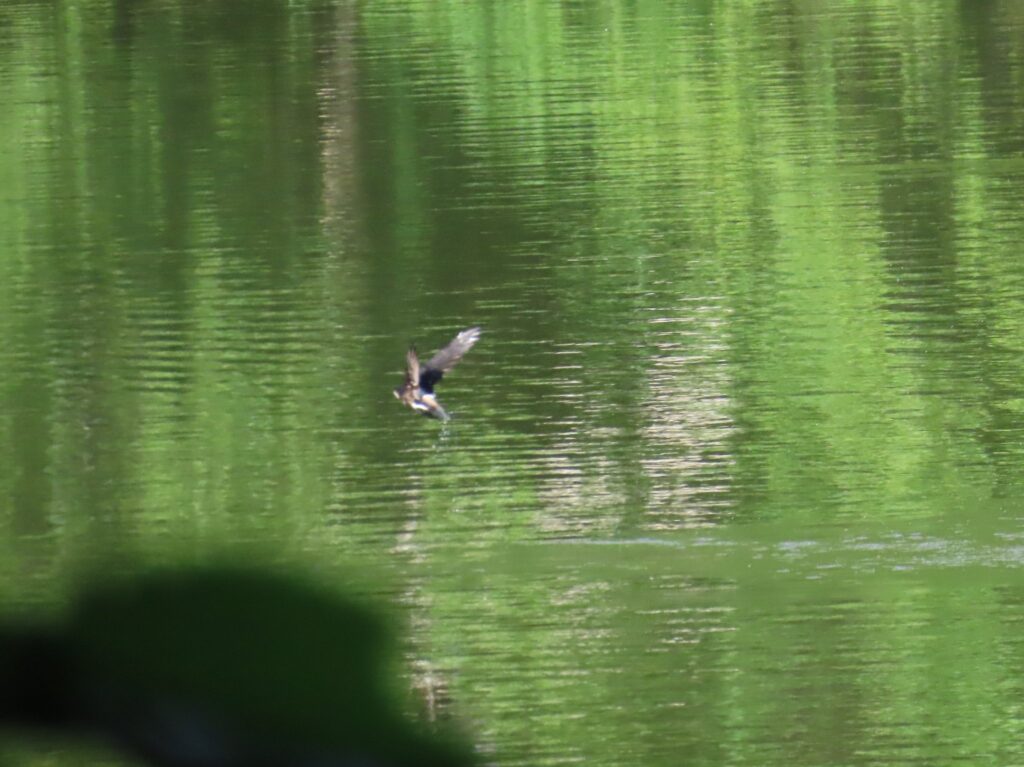 20240705_西岡公園_ハリオアマツバメ_タッチアンドゴー11