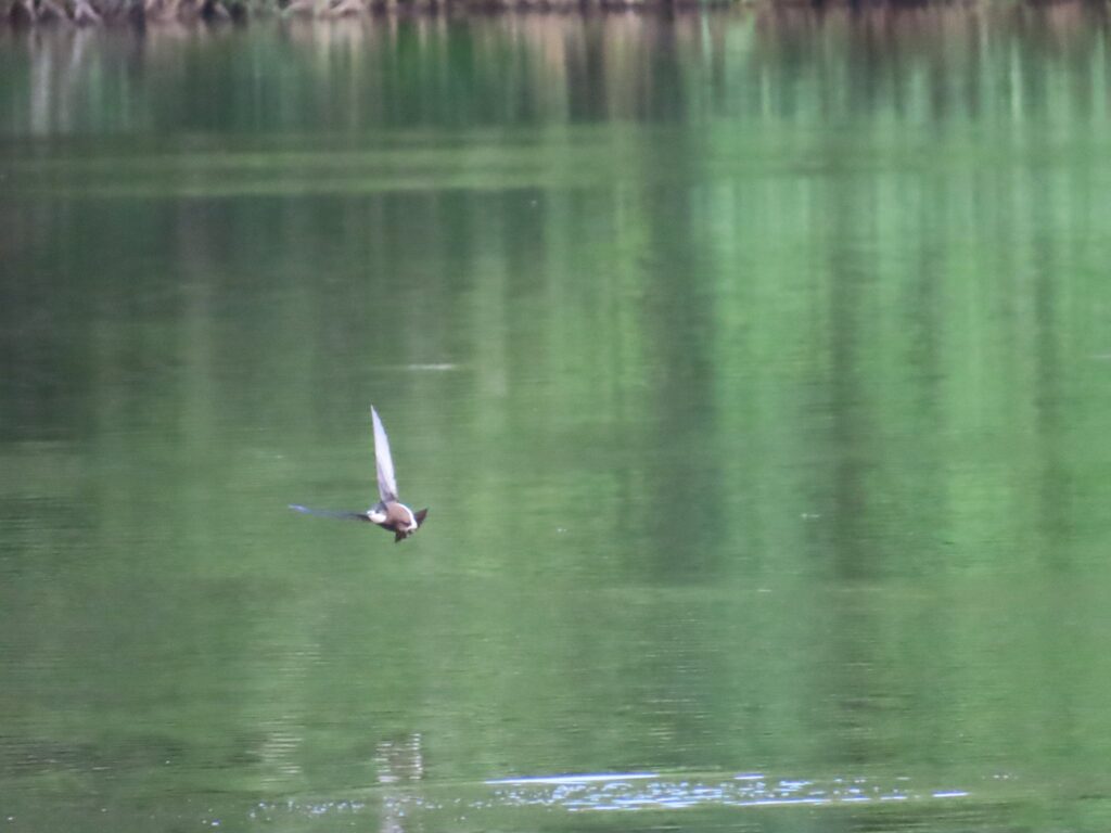 2024/07/22_西岡公園_ハリオアマツバメ_ベストショット3_1