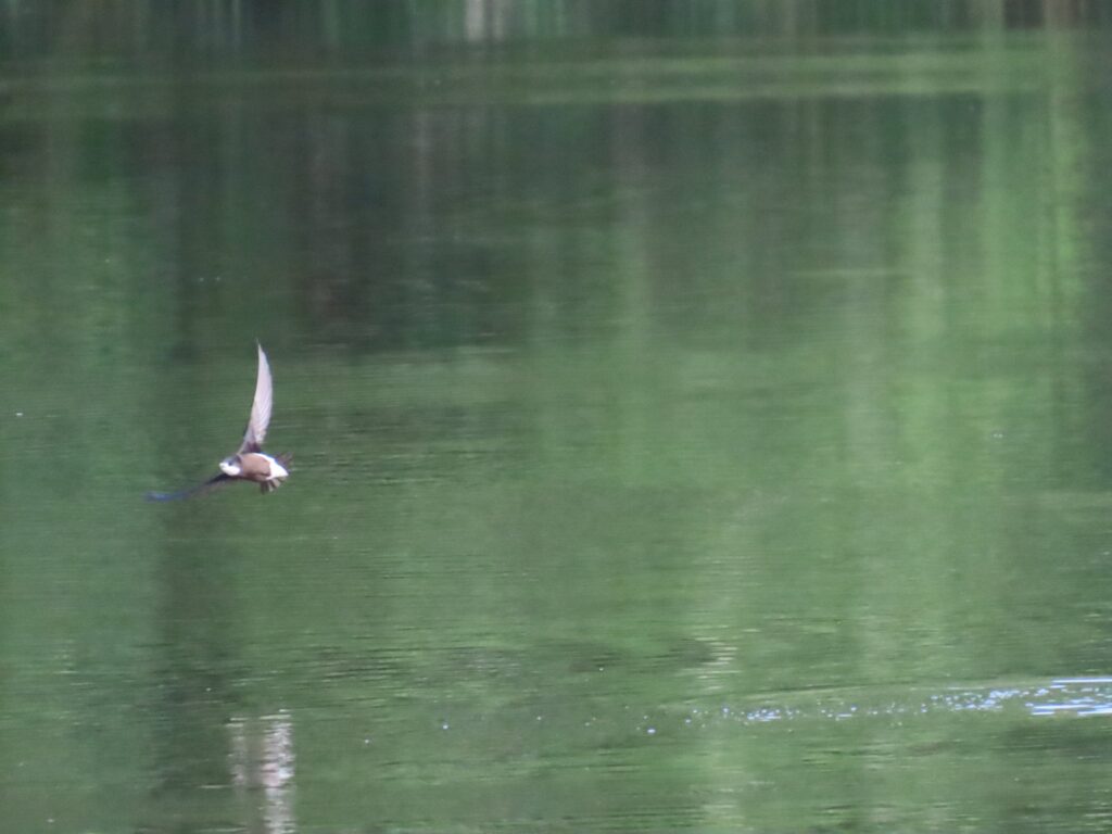 2024/07/22_西岡公園_ハリオアマツバメ_ベストショット3_2