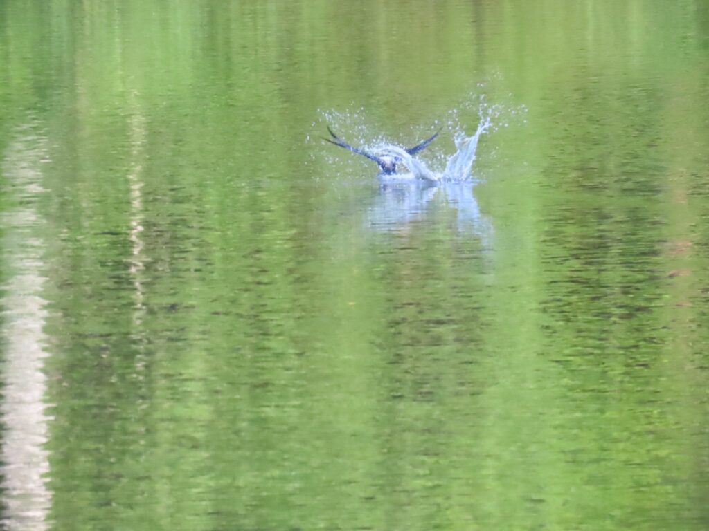 2024/07/22_西岡公園_ハリオアマツバメ_touch_and_go_1