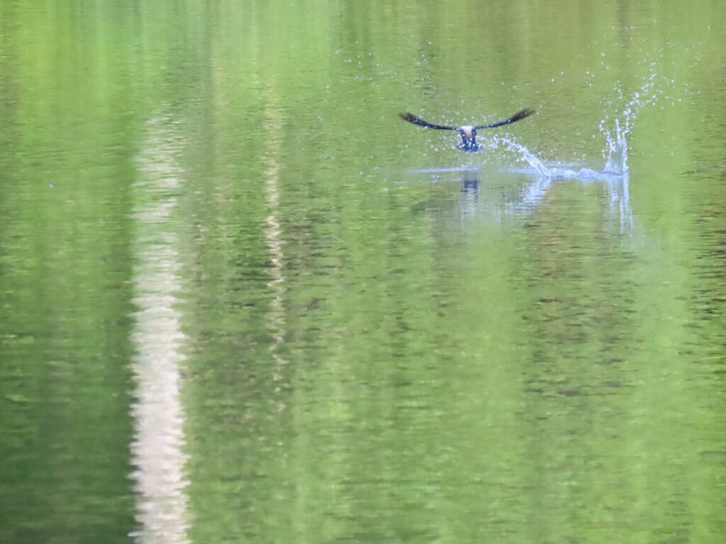 2024/07/22_西岡公園_ハリオアマツバメ_touch_and_go_2