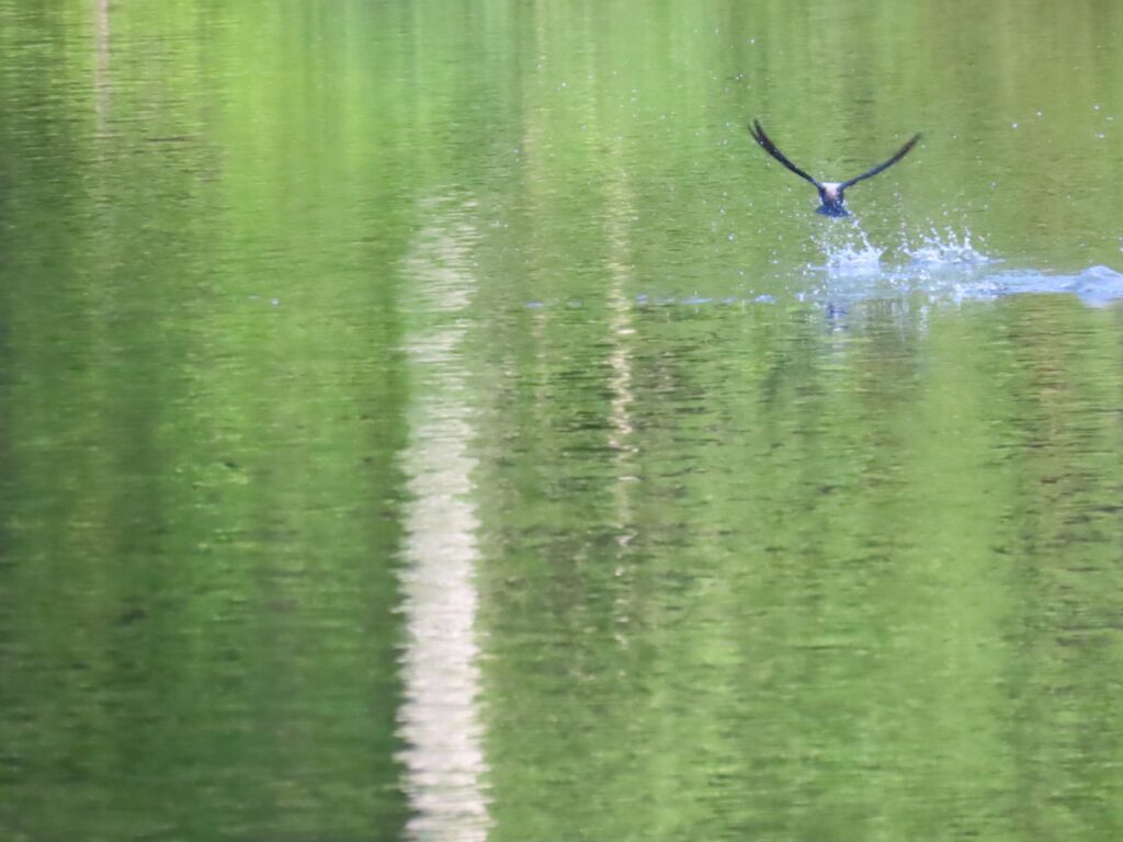 2024/07/22_西岡公園_ハリオアマツバメ_touch_and_go_3