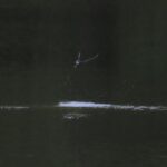 世界最速の鳥「ハリオアマツバメ」の撮影って難しい～今日も西岡公園