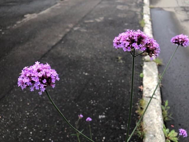 道端の花_ヤナギハナガサ