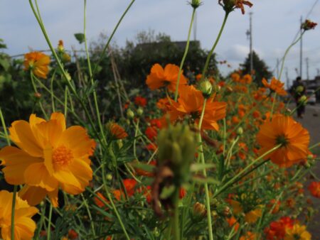 道端花壇のキバナコスモス