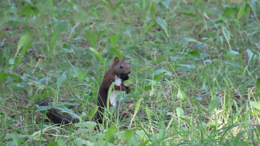 札幌在住ブロガーえびGブログ；前日の節制が翌日にでなくなった、もうすぐ62歳ダイエット