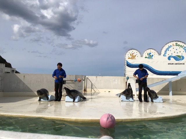 小樽水族館_アザラシのショー