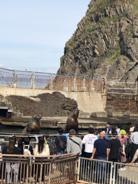 小樽水族館_トドのショー