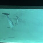 孫と一緒に小樽水族館でバンドウイルカ「メリー」の赤ちゃんを見たよ！他にもたくさんの水族館の仲間たち