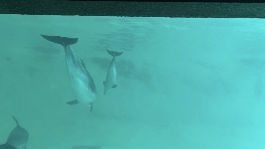 小樽水族館_イルカの親子