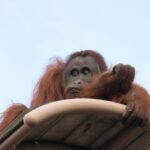 元気なカバにオラウータンの空中散歩が見れたよ！旭山動物園って最高!!