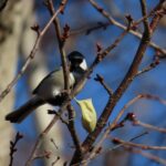 秋も深まる真駒内公園の鳥さん（シジュウガラ、アカゲラ）とエゾリス；Canon PowerShot SX70 HS