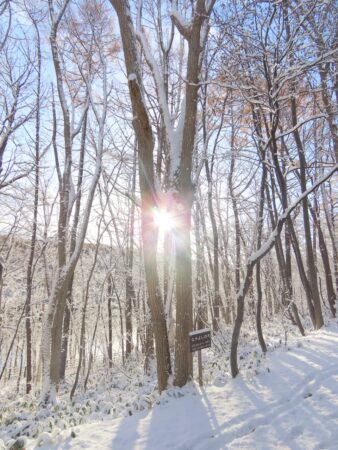 なかよしの木からの木漏れ日