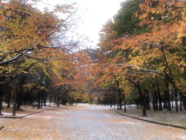 札幌在住ブロガーえびGブログ；昨年は11月24日だったらしいが今年は本日7日初積雪！