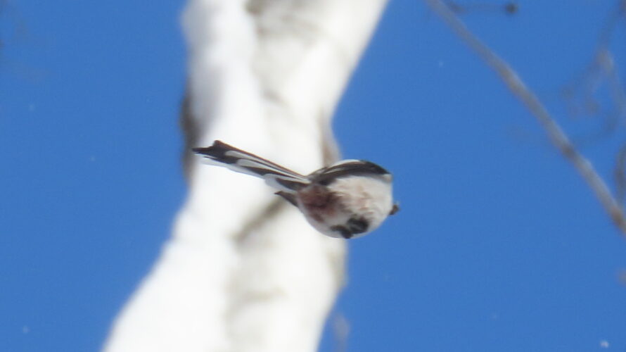 西岡公園_シマエナガ4