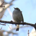西岡公園でも鶯の声が聞けたと思ったら姿も見えた