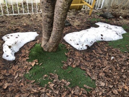家の綾桜の木の根元の残雪