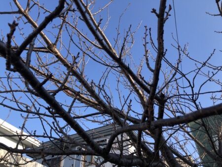 家の綾桜の木の粒身