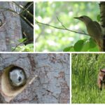 カワセミはいなかったけど、ヤコゲラ、エゾモモンガ、エゾリスさんがいたよ！今朝の真駒内公園