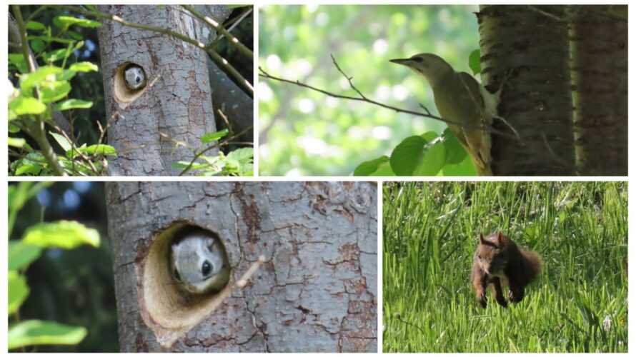 カワセミはいなかったけど、ヤコゲラ、エゾモモンガ、エゾリスさんがいたよ!今朝の真駒内公園