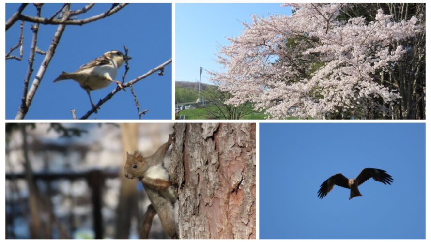 真駒内公園での出会い