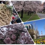 札幌の春！中島公園からの大通公園！昼は議会食堂の中特ざるそばだった