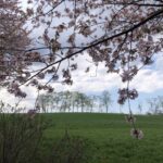 これも札幌の風景！豊平区月寒東の八紘学園の風景