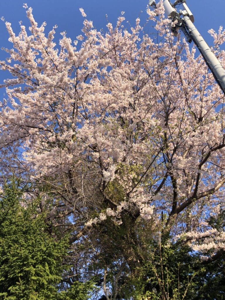 通勤途中満開の桜