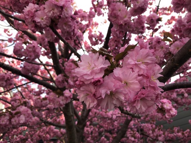 庭の八重桜
