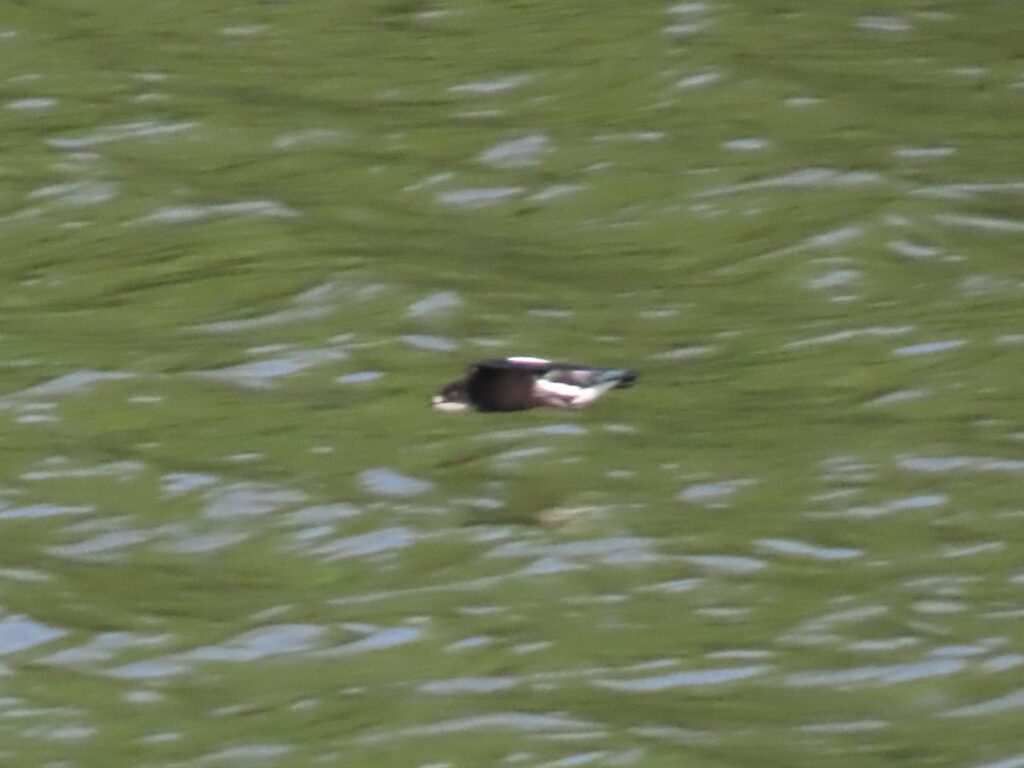 ハリオアマツバメ_4307