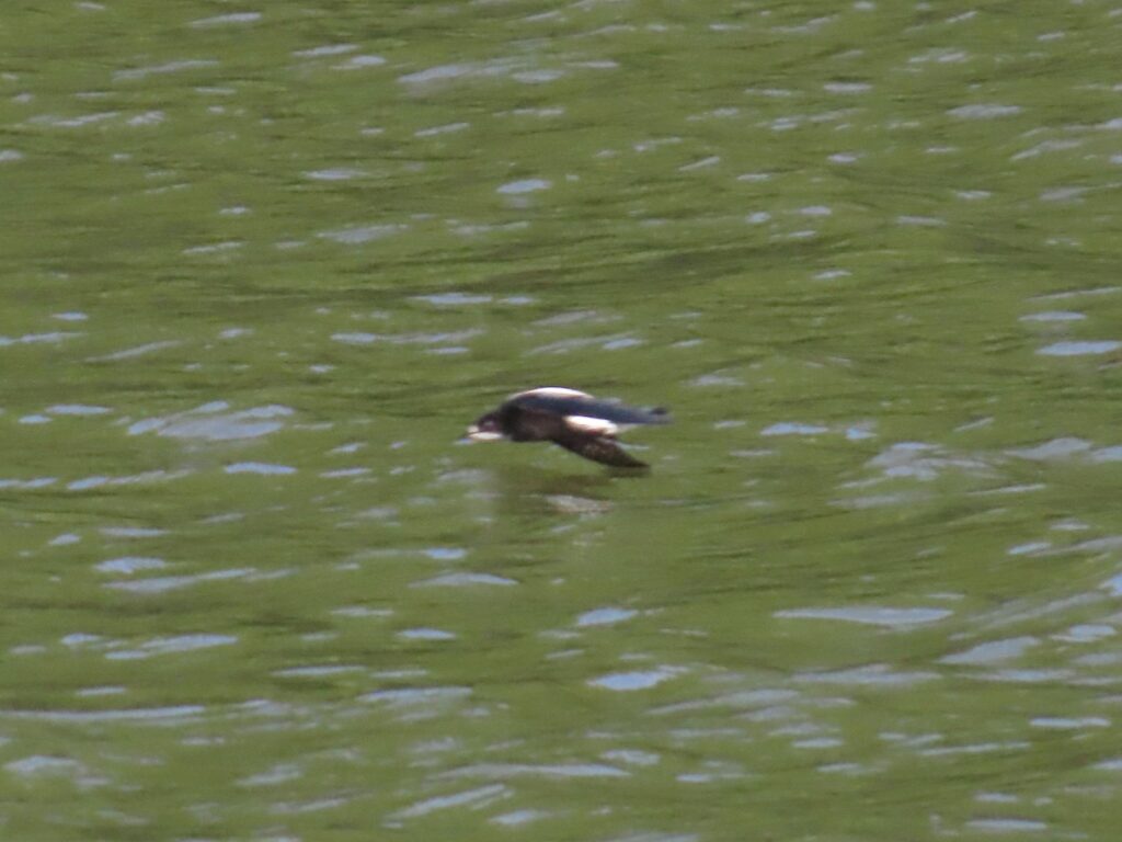 ハリオアマツバメ_4308